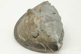 Bargain, 2.1" Enrolled Isotelus Trilobite - Mt. Orab, Ohio - #200474-2